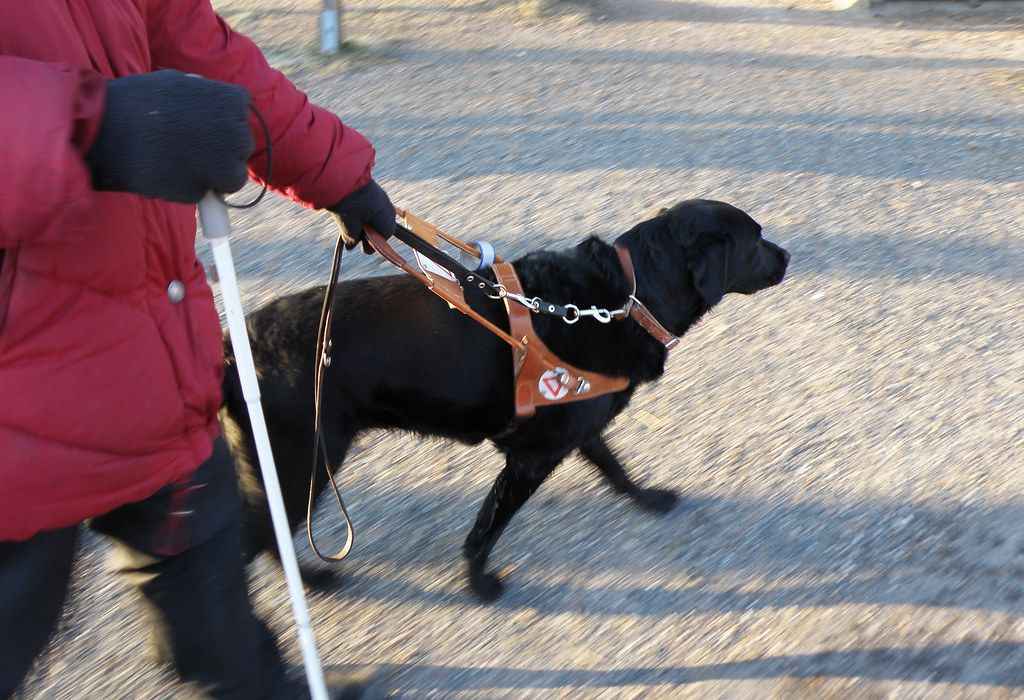 A black guide dog in harness leading its handler, who holds a white cane