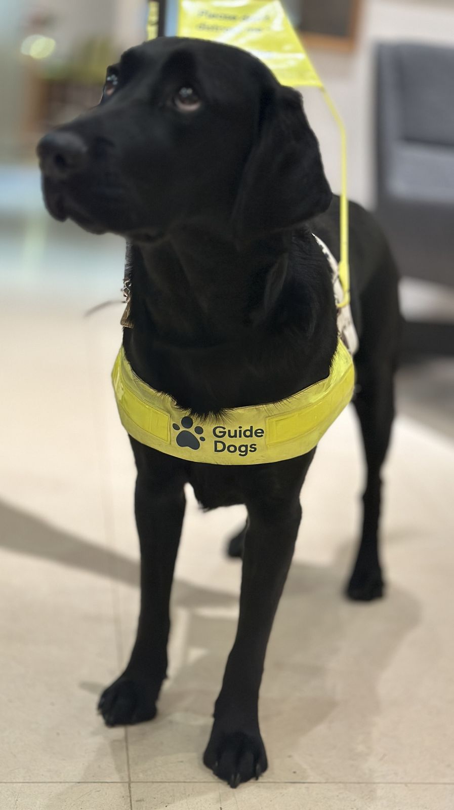 A black Labrador guide dog standing in a yellow harness