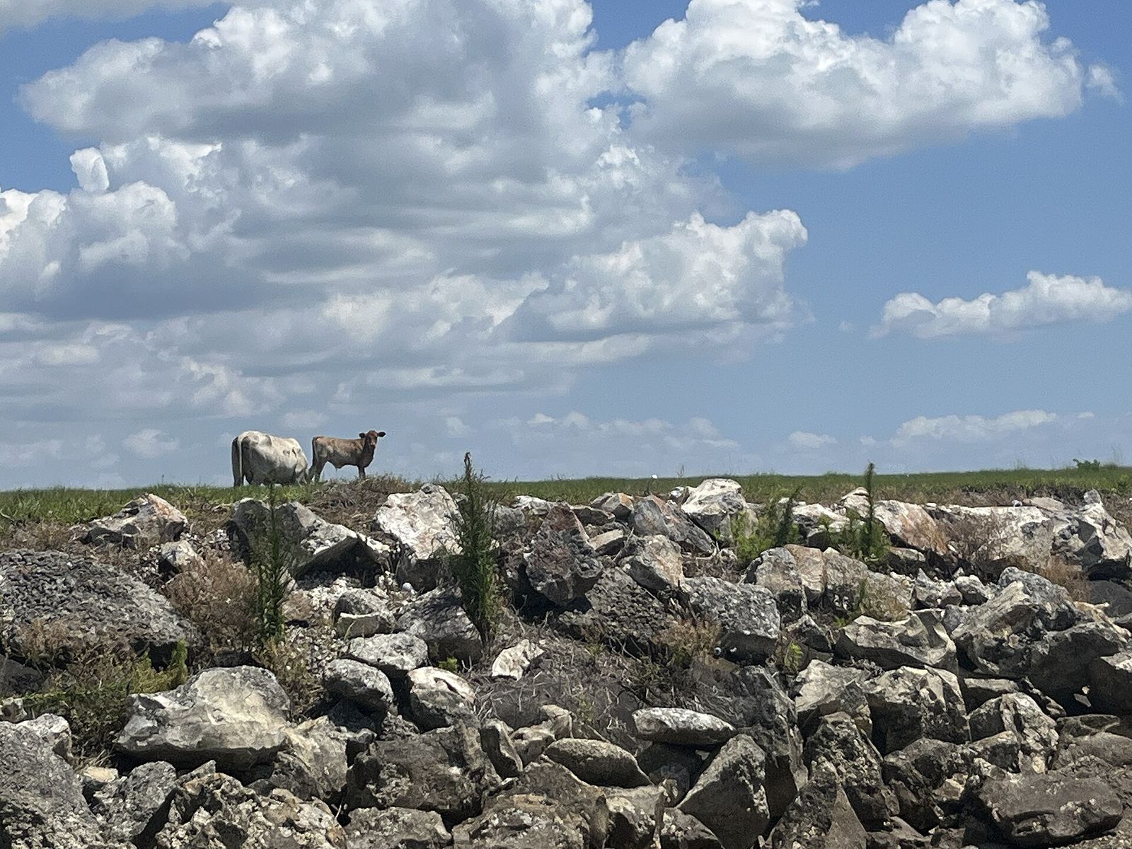 Two Florida Cracker cattle standing on a rocky bank beside the St. Cloud Canal under a cloudy sky