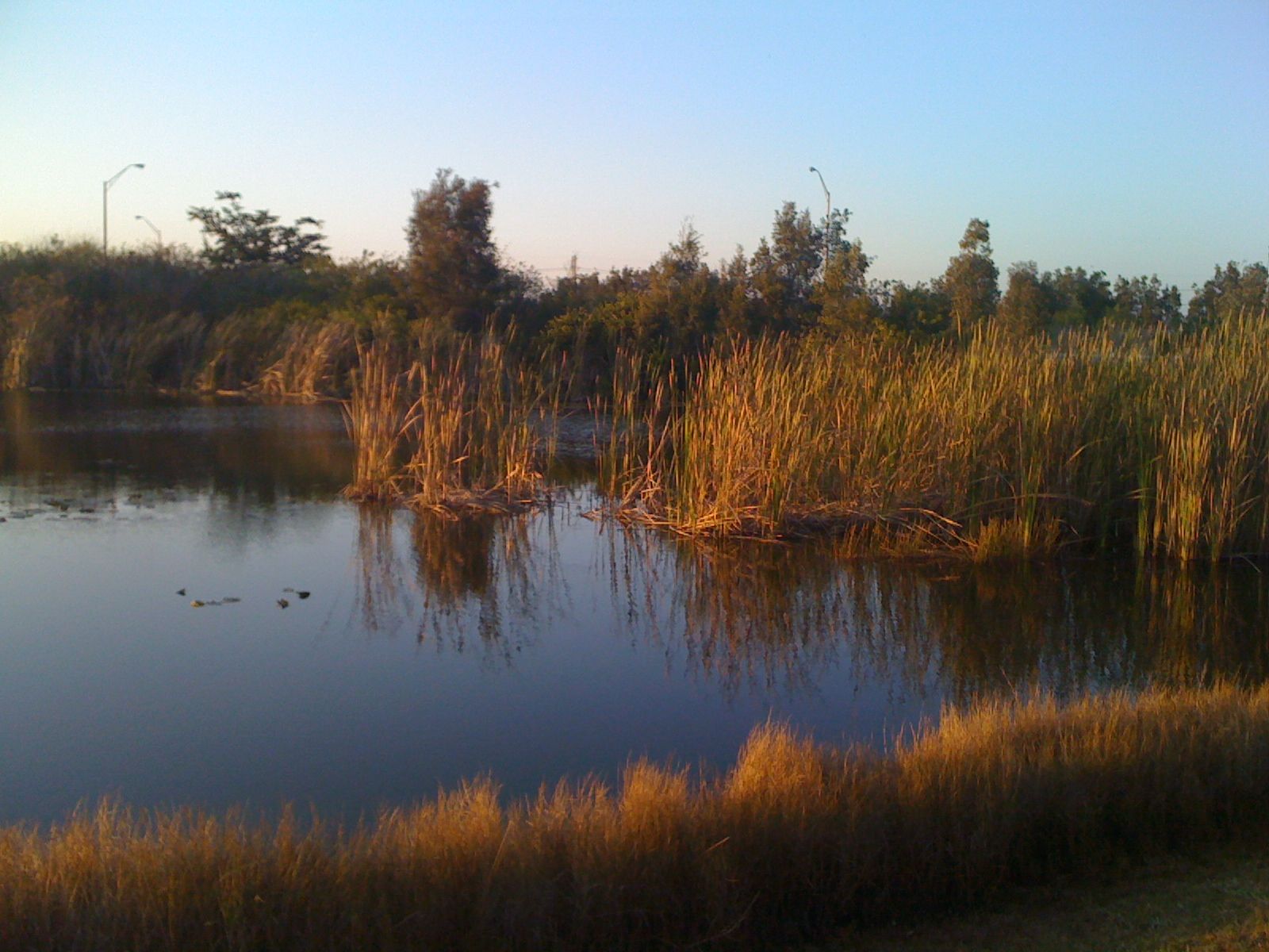Wetlands at the western edge of Sunrise near the Everglades