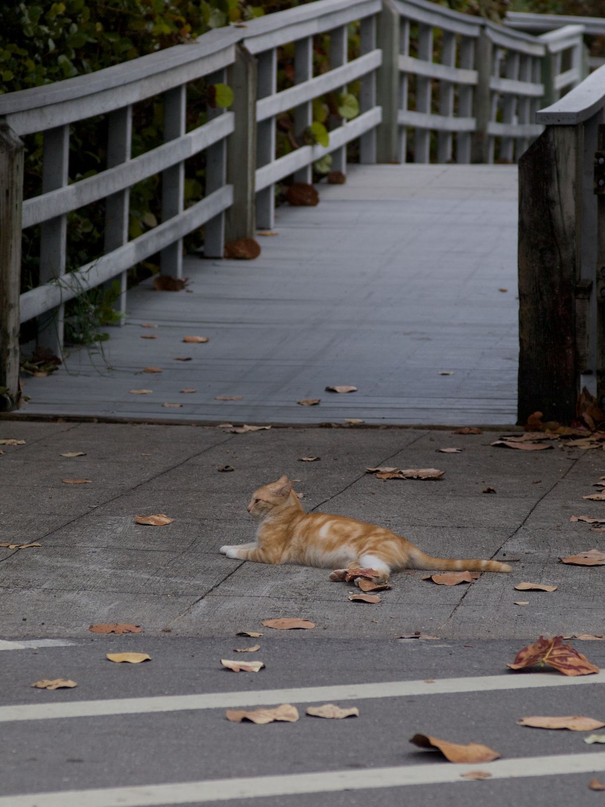An orange feral cat lying on a sidewalk near a wooden footbridge north of Hollywood Beach in Broward County