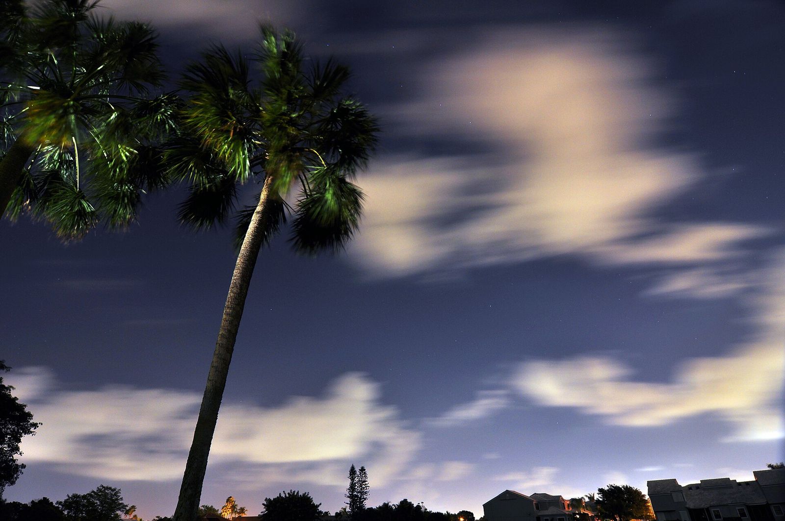 A tall palm leaning against a deep blue night sky in Tamarac, with clouds streaking past