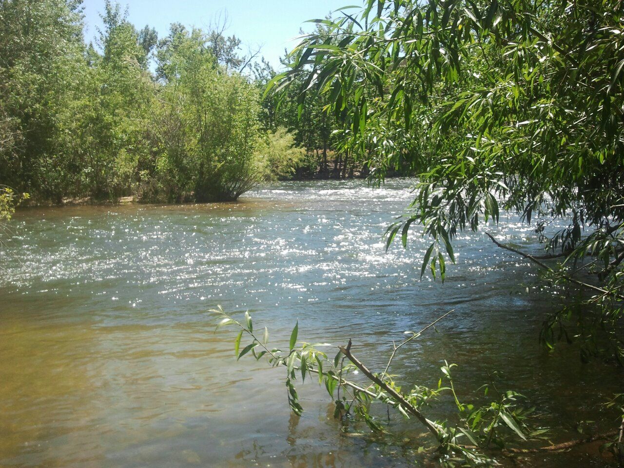 The Boise River running fast past willows and leafy banks in Boise