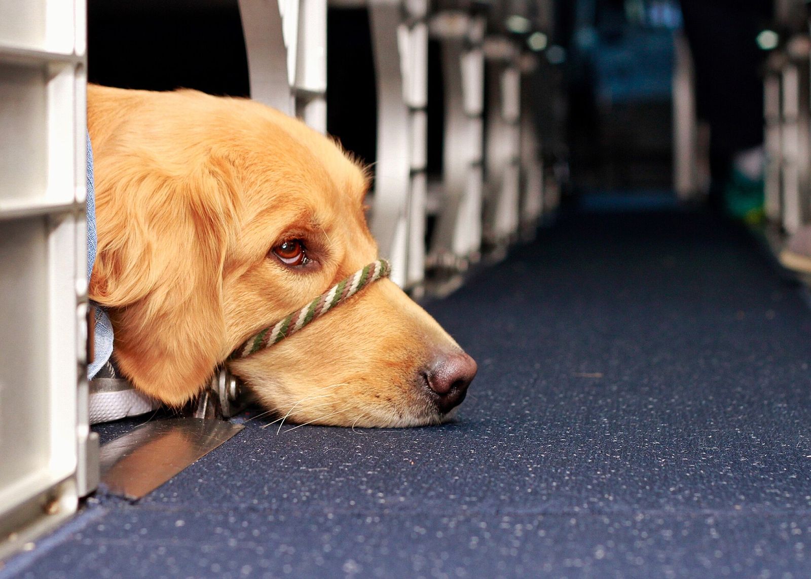 A golden retriever service dog in training resting its head on the floor beside a row of airplane seats