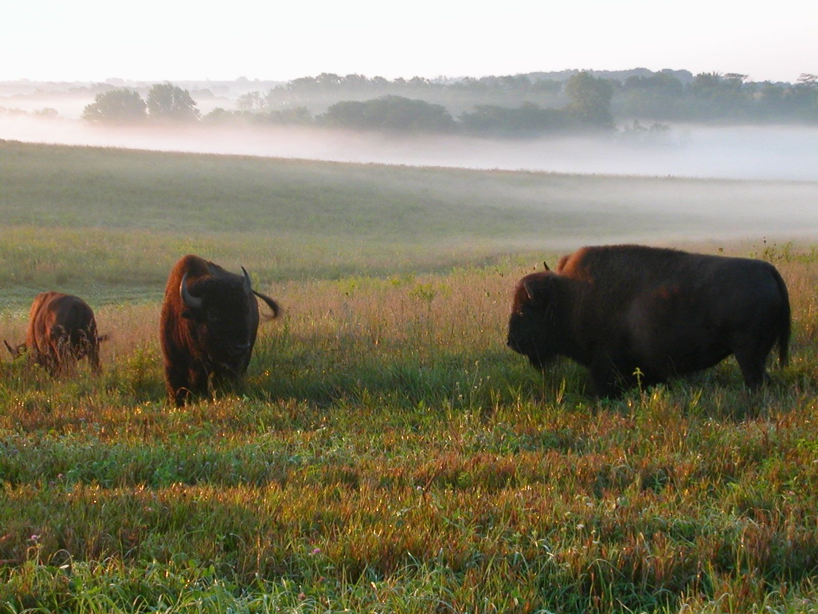 Bison grazing in tall prairie grass on a misty morning at Neal Smith National Wildlife Refuge