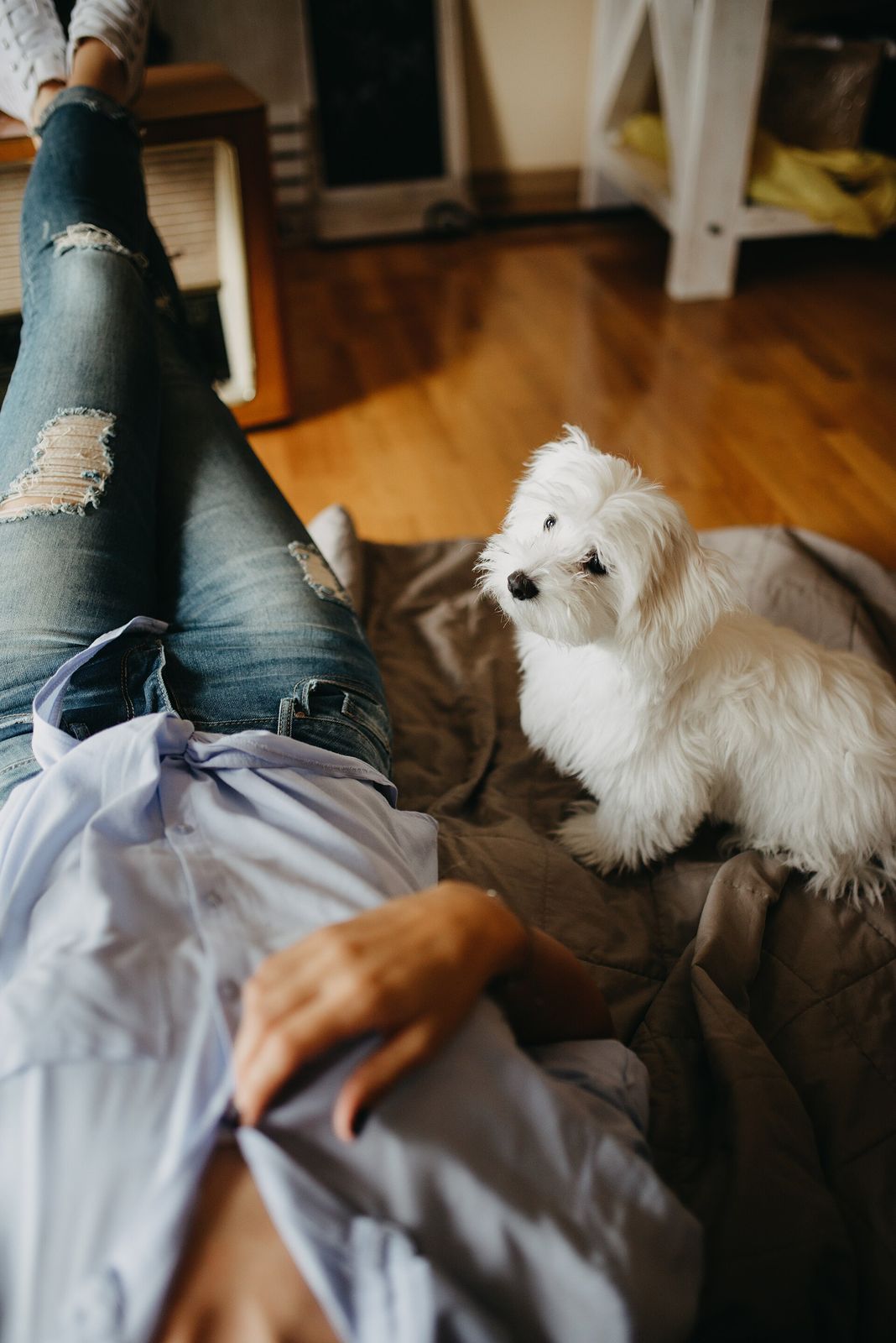 A small white fluffy dog sitting next to a person relaxing on a blanket at home
