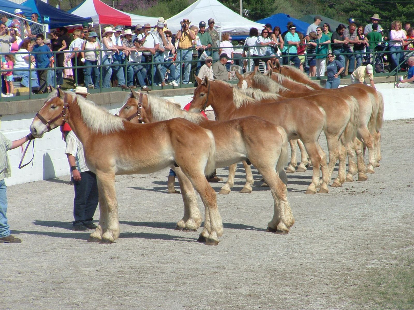 A row of light-colored mules on display at Mule Day in Columbia
