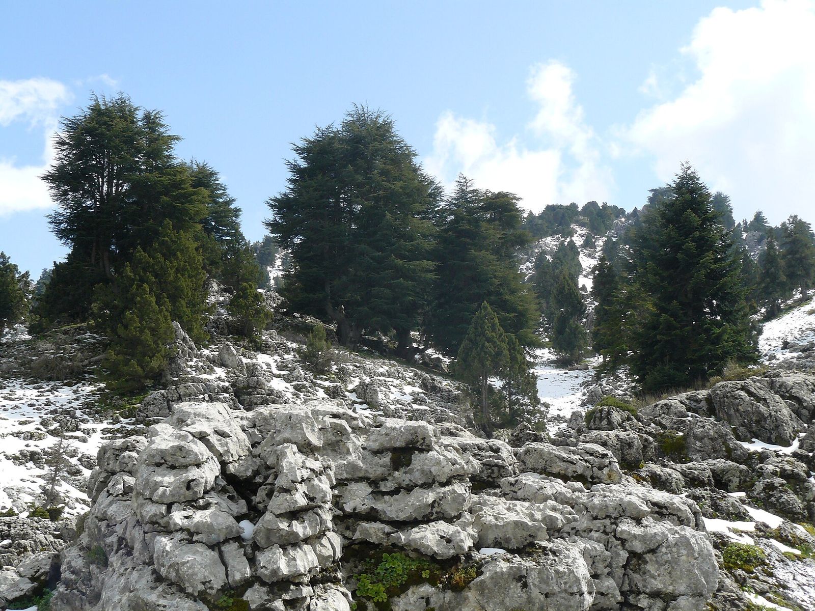 Cedar trees above bare limestone rock in a Middle Tennessee cedar glade