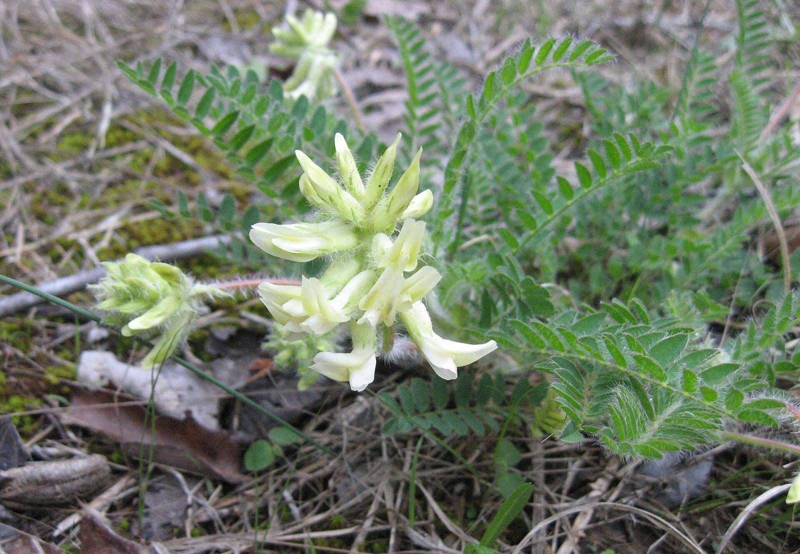 Pale yellow Tennessee milk-vetch flowers, a cedar glade wildflower