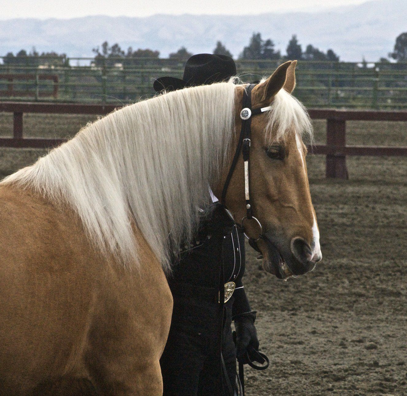A palomino Tennessee Walking Horse with a light mane, held by its handler