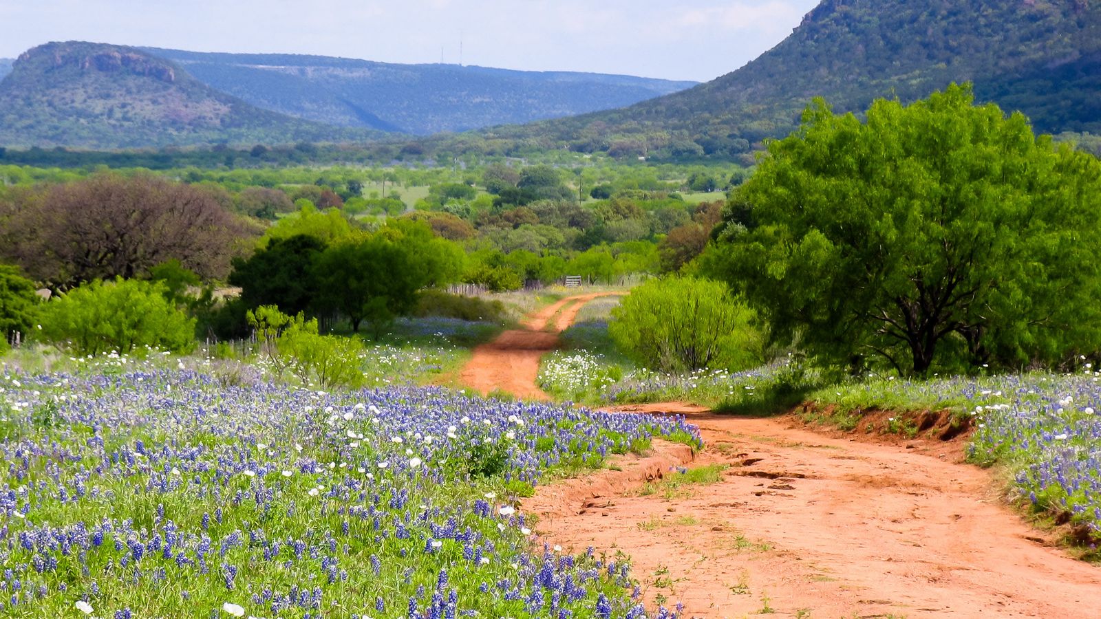 A red dirt road through bluebonnets and green trees north of Willow City in Gillespie County, in the Texas Hill Country