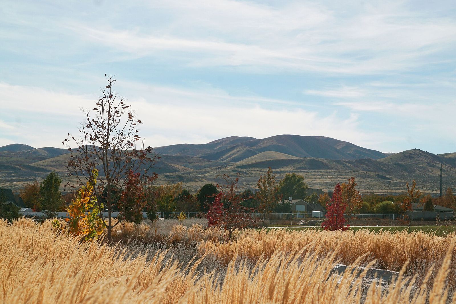 Golden grasses and a young tree at Wardle Fields Regional Park in Bluffdale, with rolling hills behind