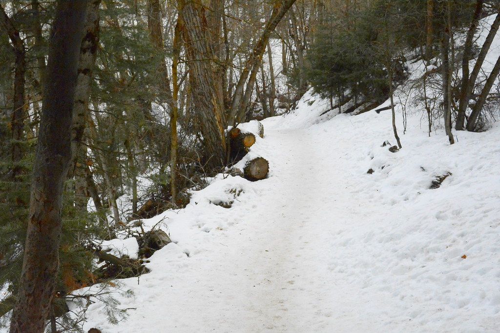 A snowy hiking trail between evergreens in Mueller Park above Bountiful