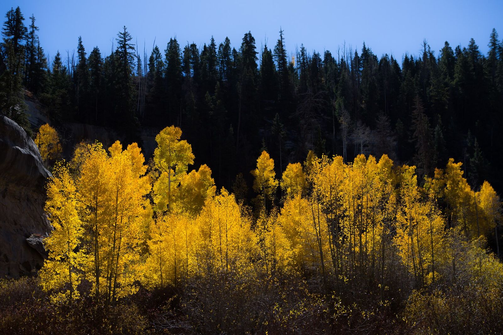Golden aspens below a dark stand of evergreens in Cedar Canyon, just east of Cedar City