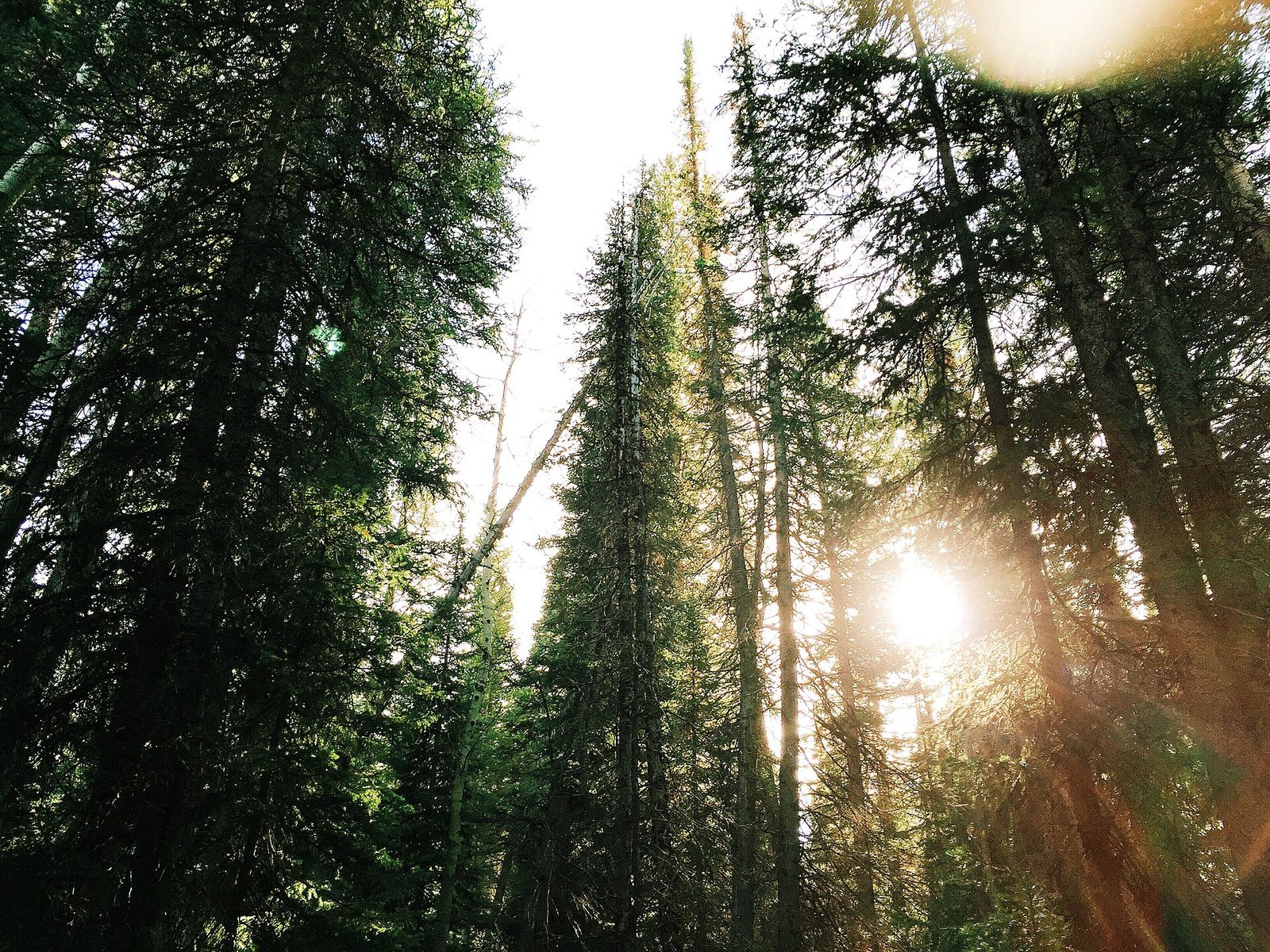 Tall pines reaching into a bright sky in Big Cottonwood Canyon above Cottonwood Heights