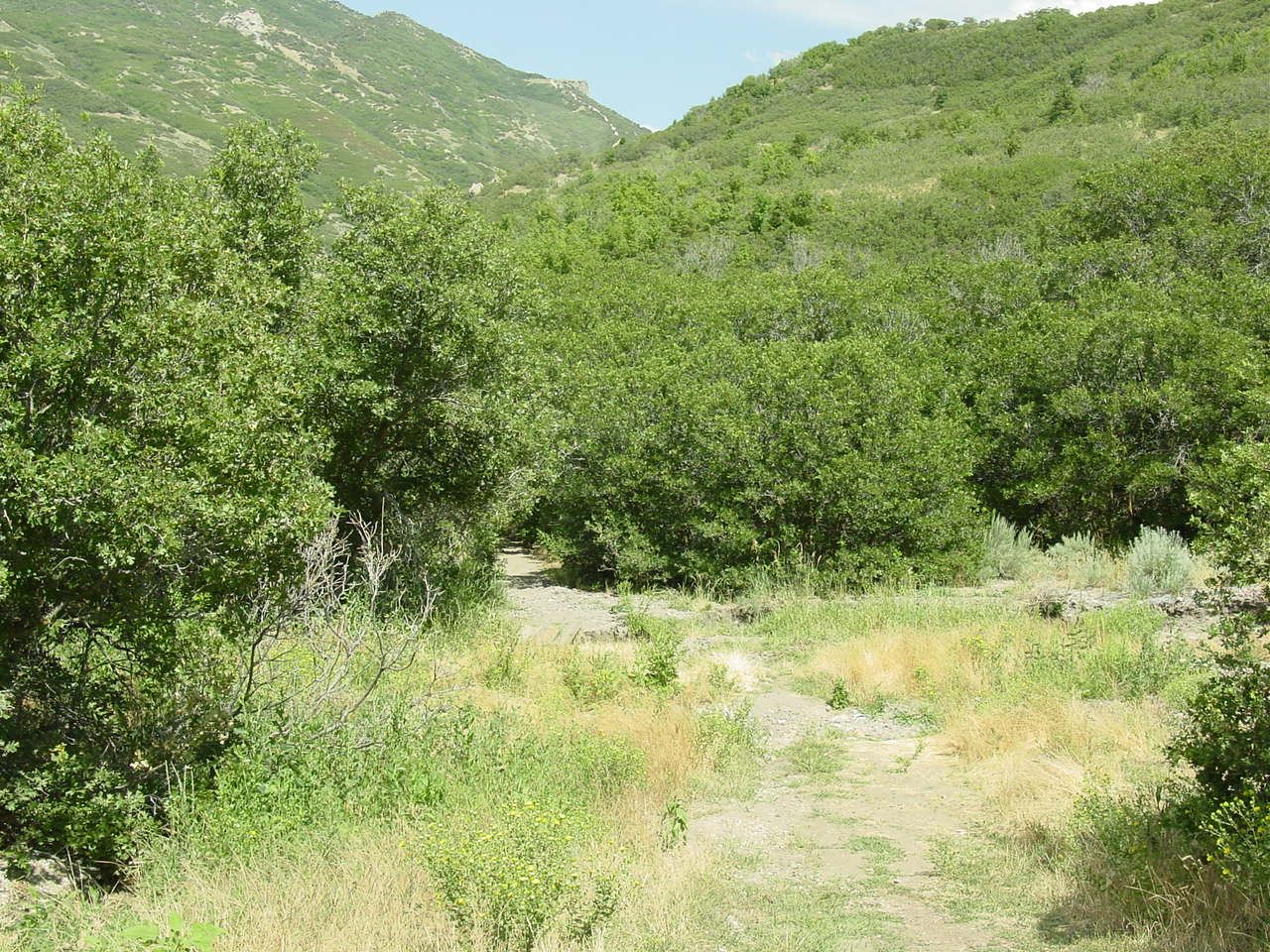 A dry creek path between green scrub and wooded slopes in Corner Canyon, Draper