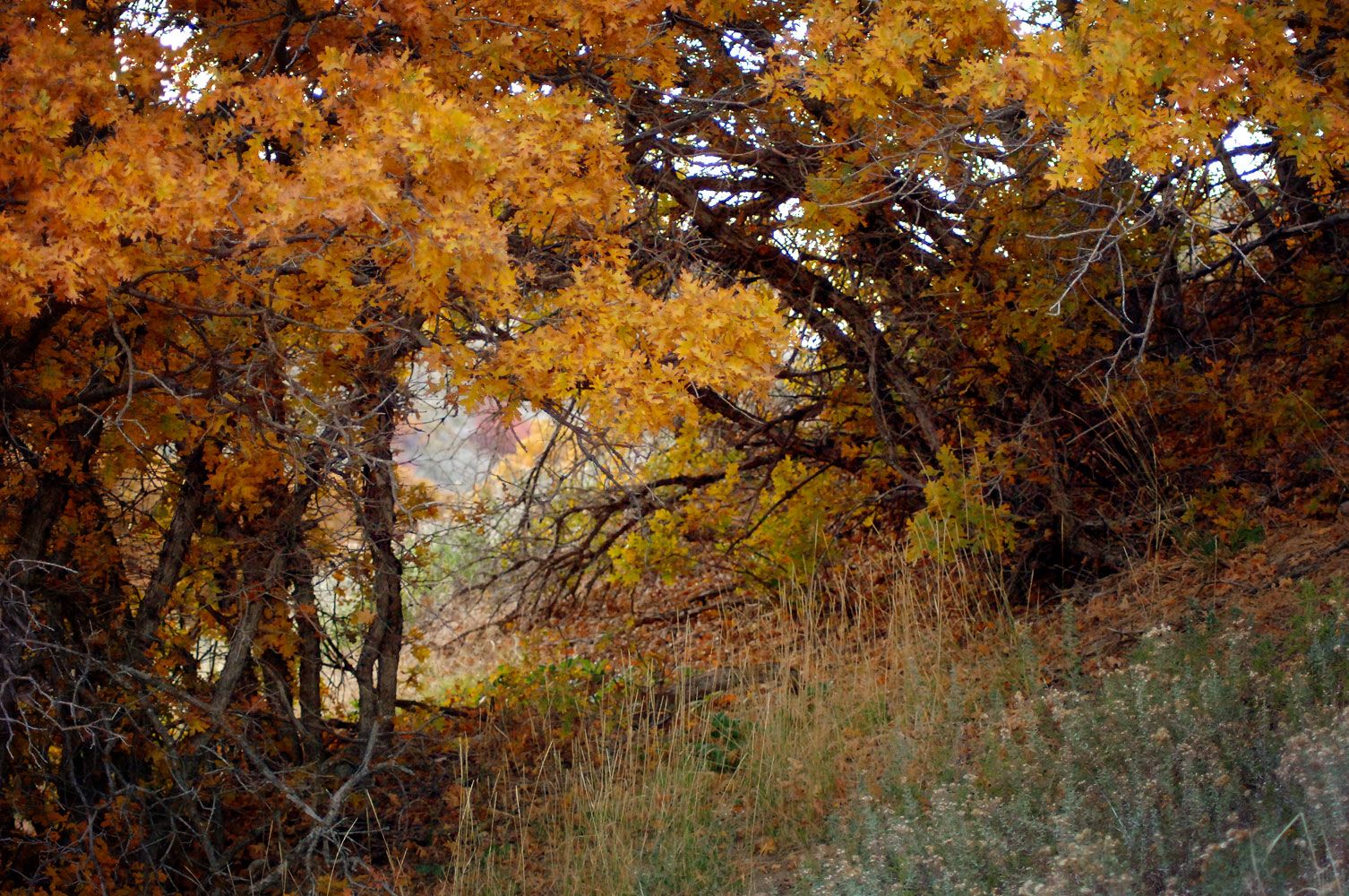 Scrub oak in orange autumn color on the mountainside behind the Draper Utah Temple