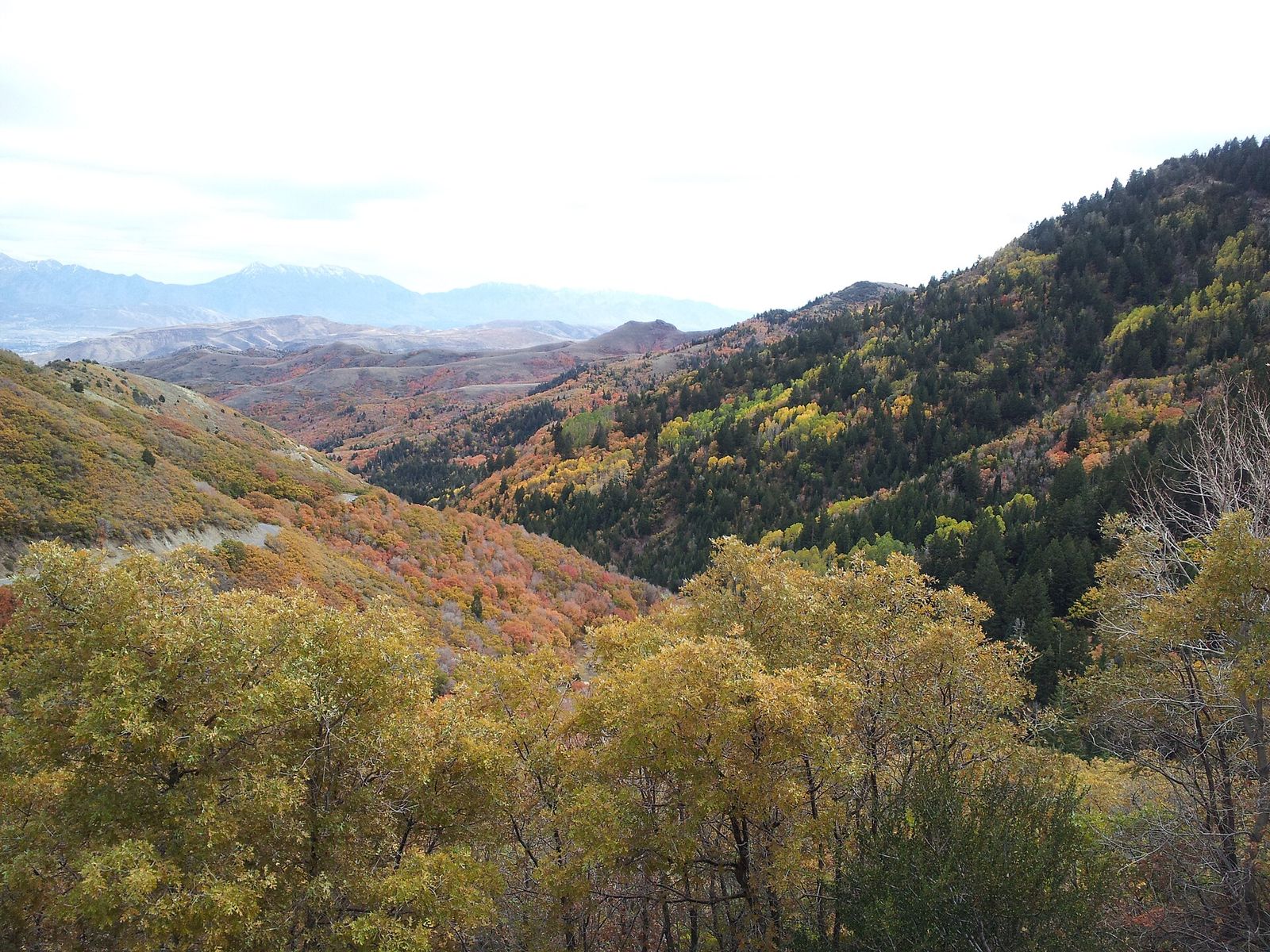 Autumn color on the slopes of Butterfield Canyon with the valley in the distance