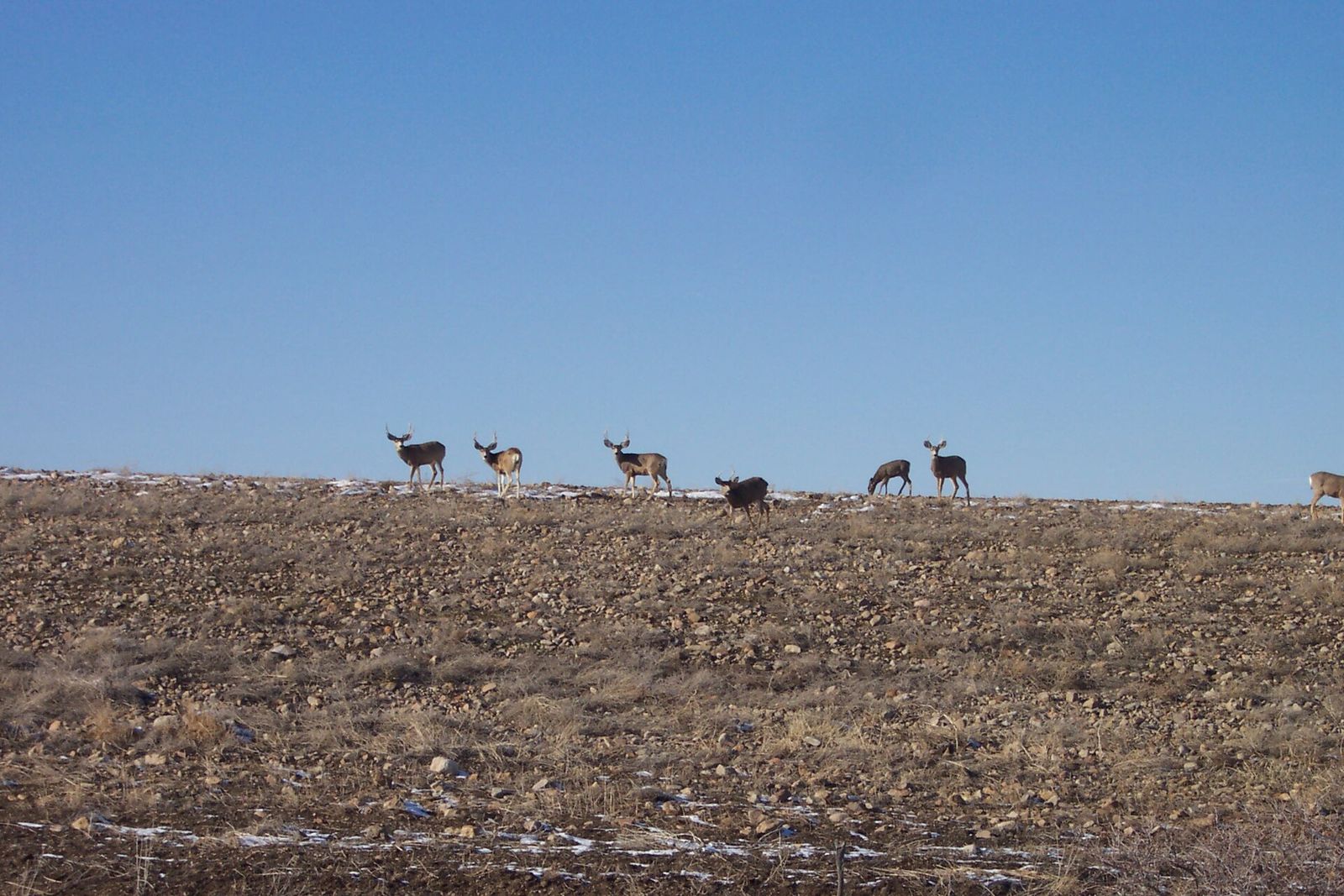 Deer bucks walking along the top of an open field near Herriman under a clear sky