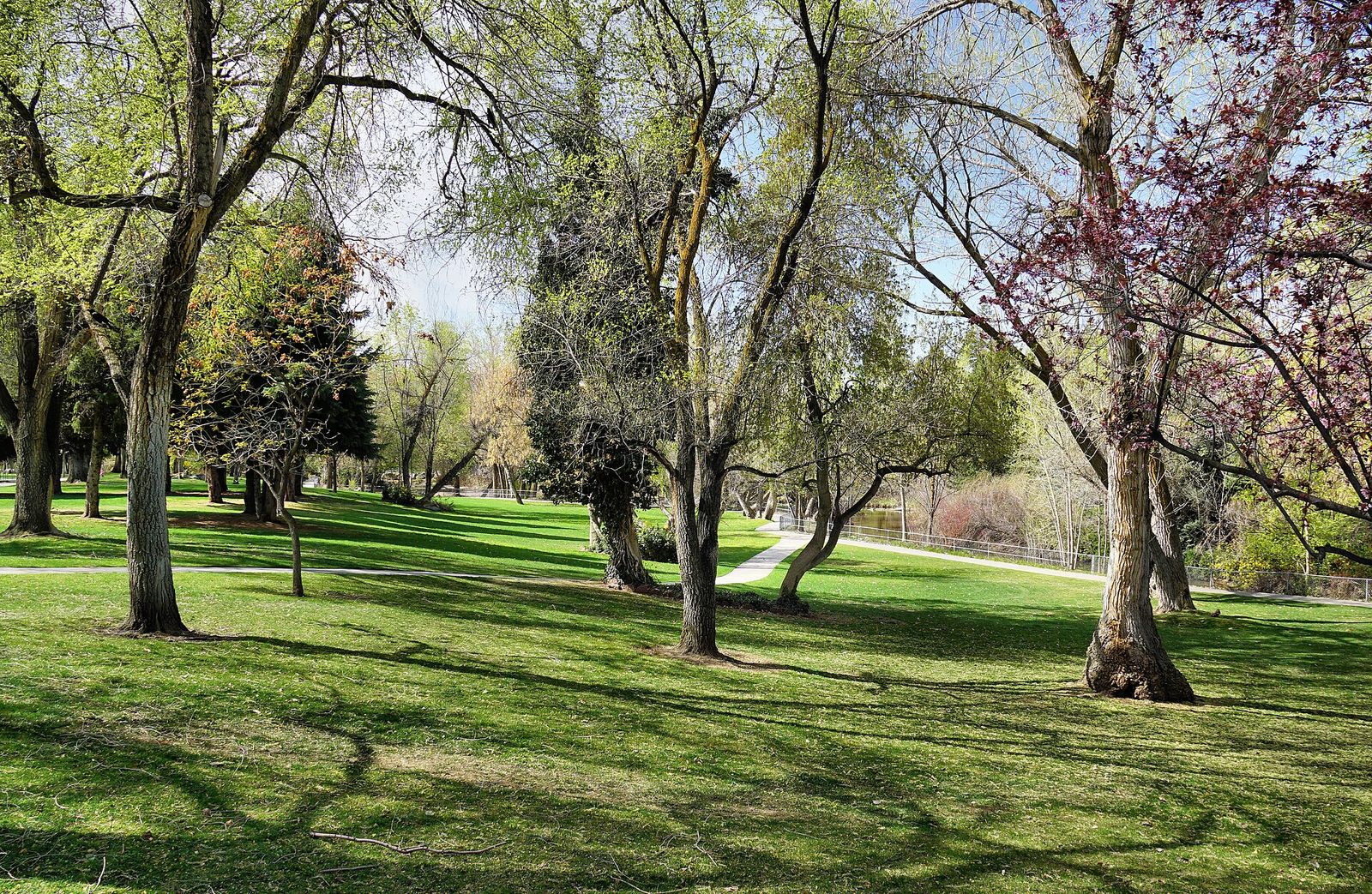 Green lawns and tall shade trees at Layton Commons Park in spring