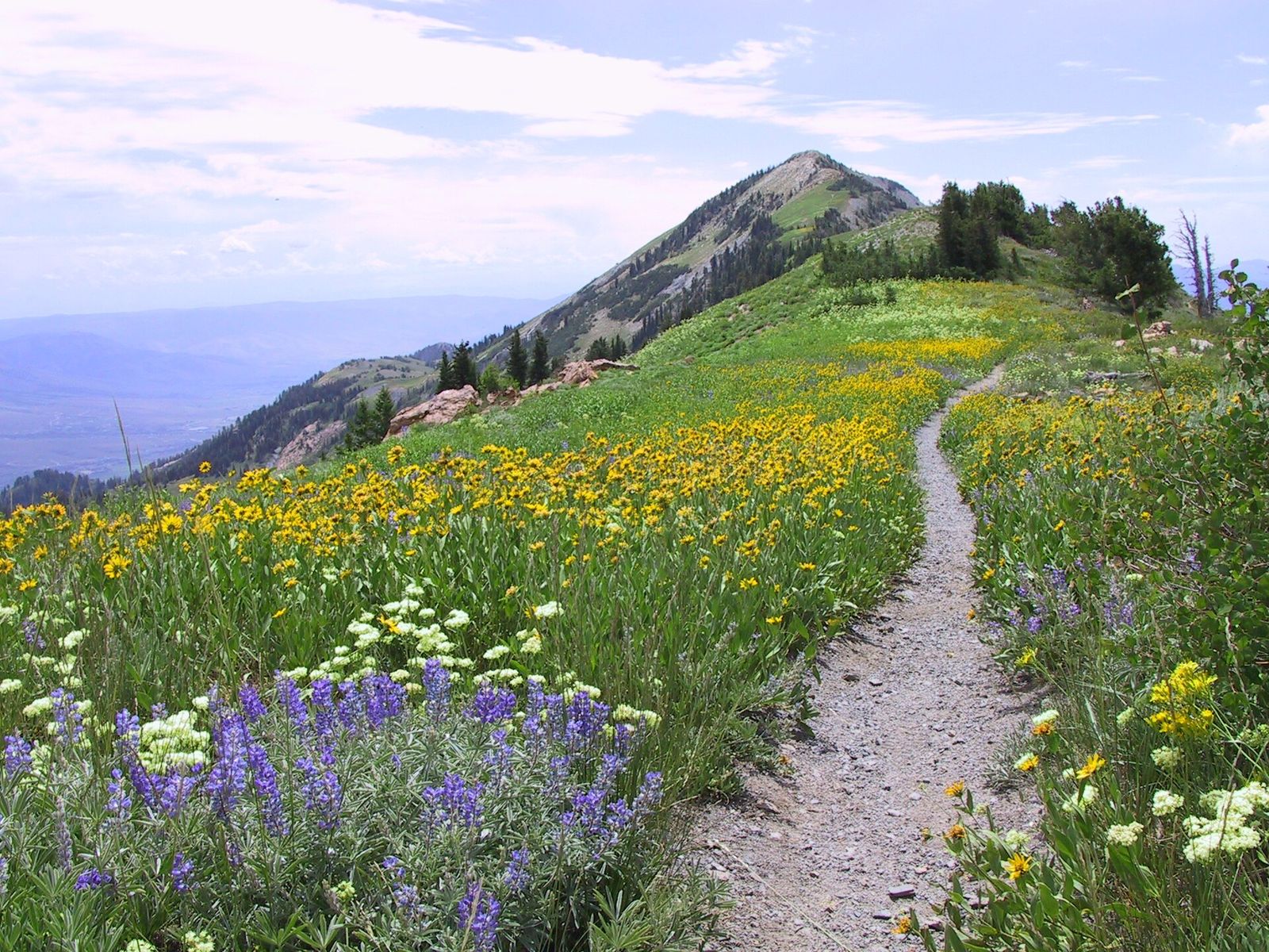 Purple and yellow wildflowers along the trail from Willard Peak to Ben Lomond Peak