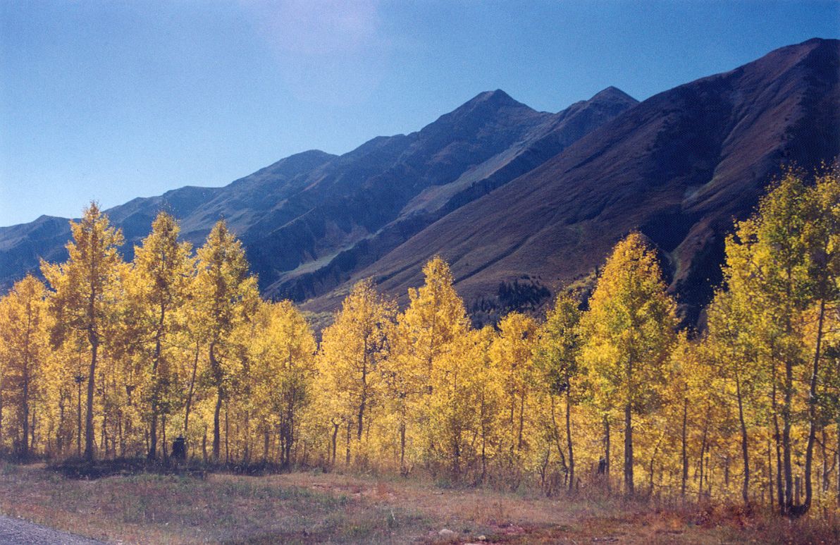 Bright yellow autumn aspens in front of rolling mountains along the Nebo Loop Scenic Byway