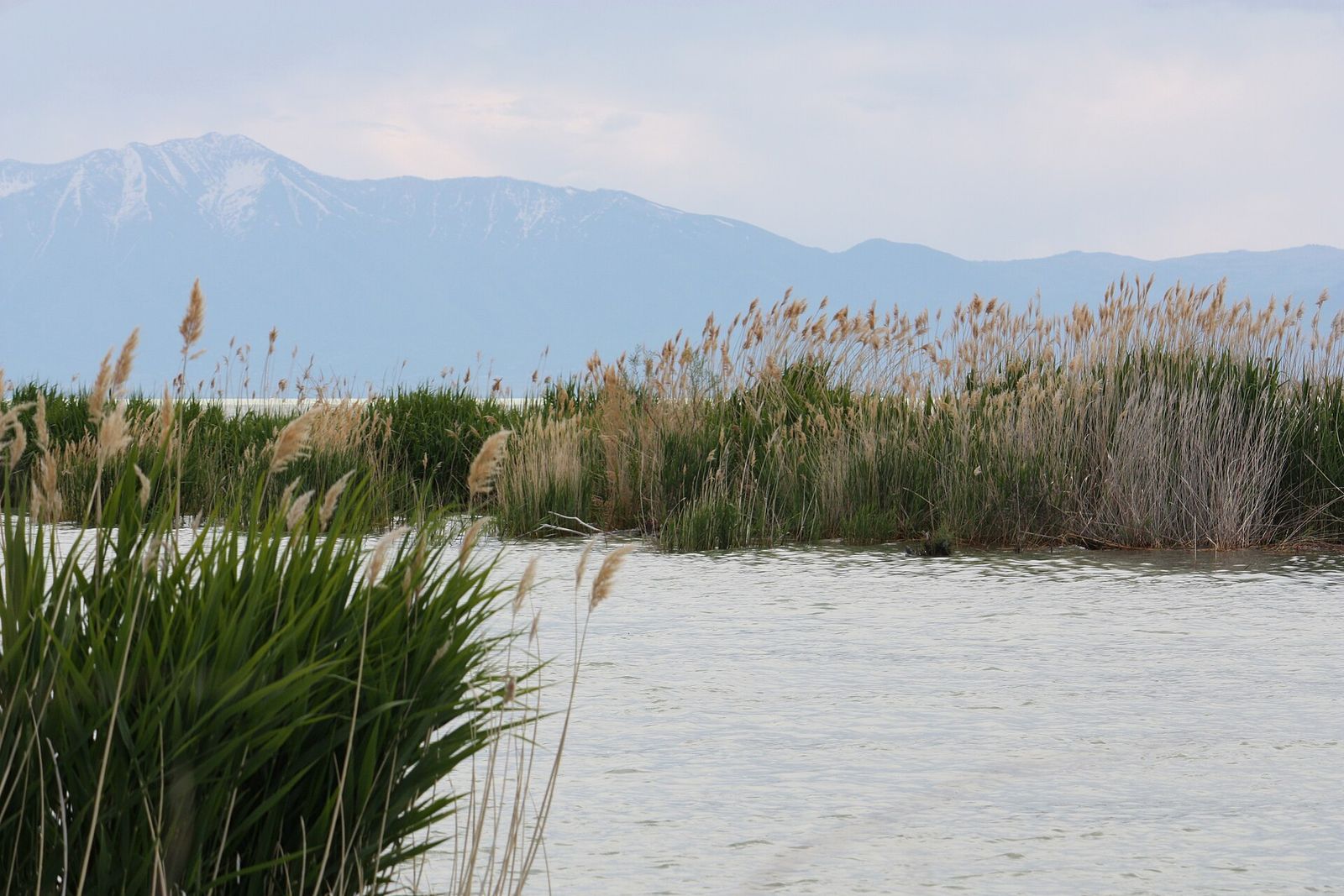 Reeds and a sandy shore along Utah Lake in Saratoga Springs, with mountains across the water