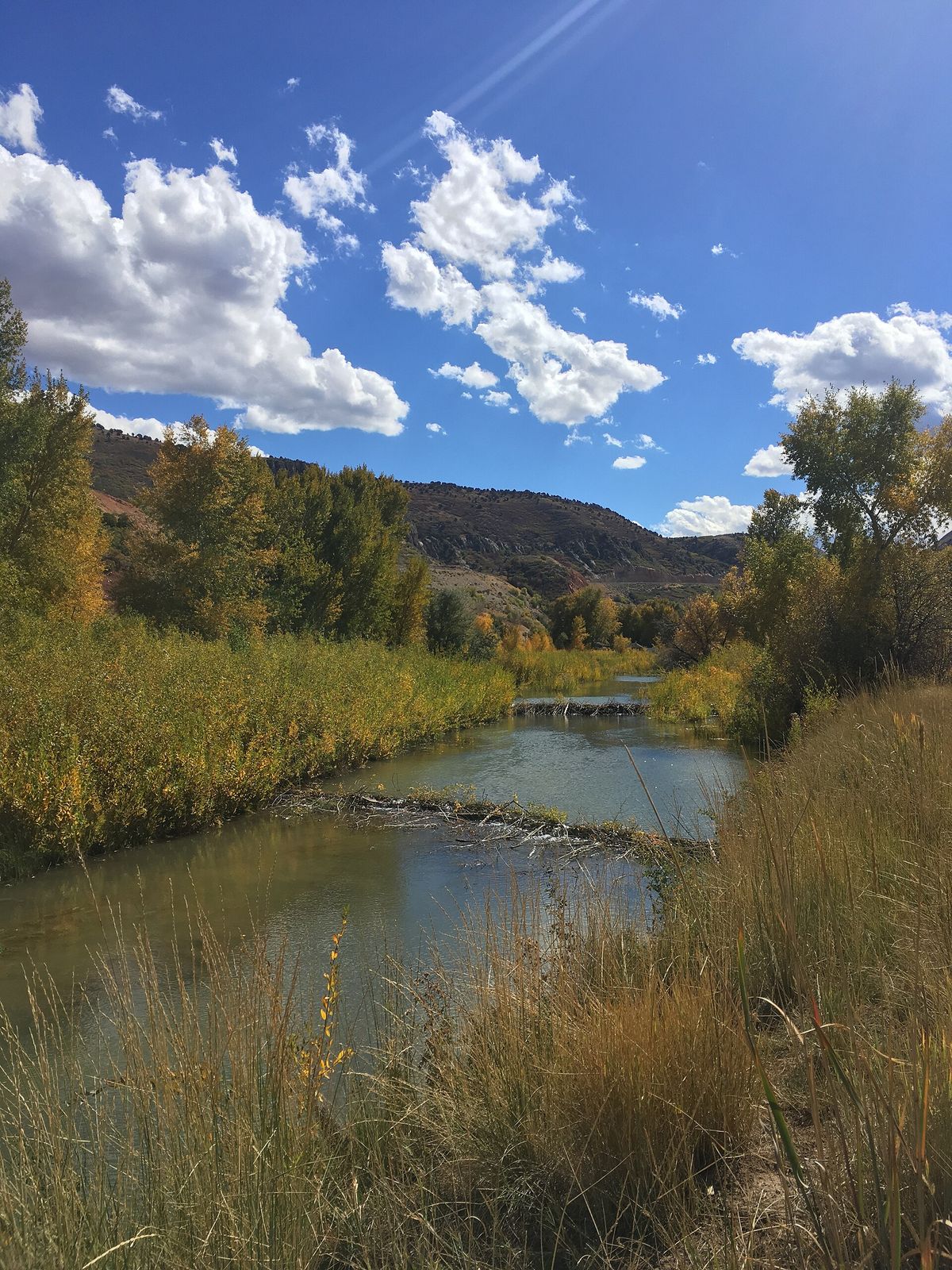 Autumn trees and reeds along the Spanish Fork River under a blue sky with white clouds