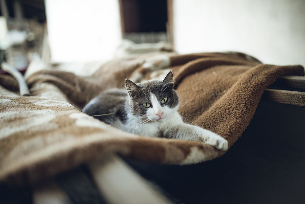 Gray and white cat lounging calmly on a warm blanket indoors
