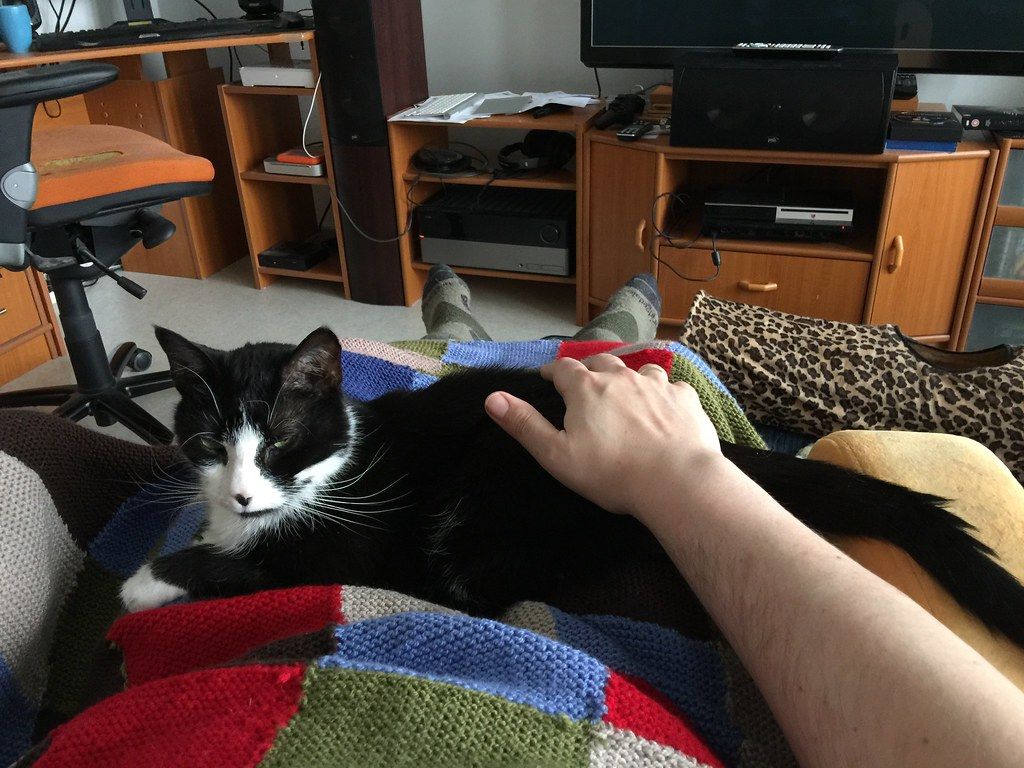 Black and white cat curled up on a person's lap under a hand