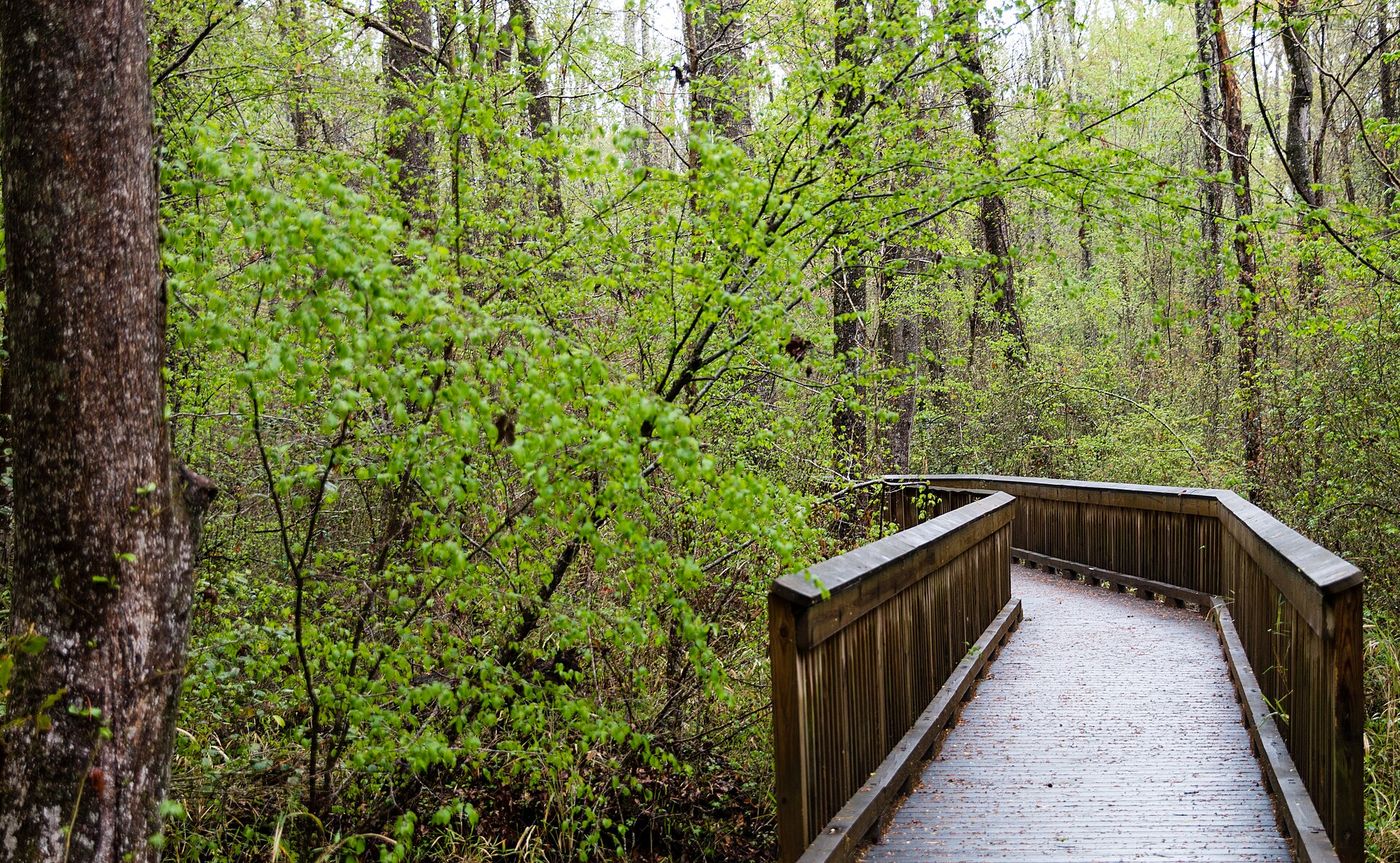 Wooden boardwalk through spring forest in the Great Dismal Swamp near Chesapeake, Virginia