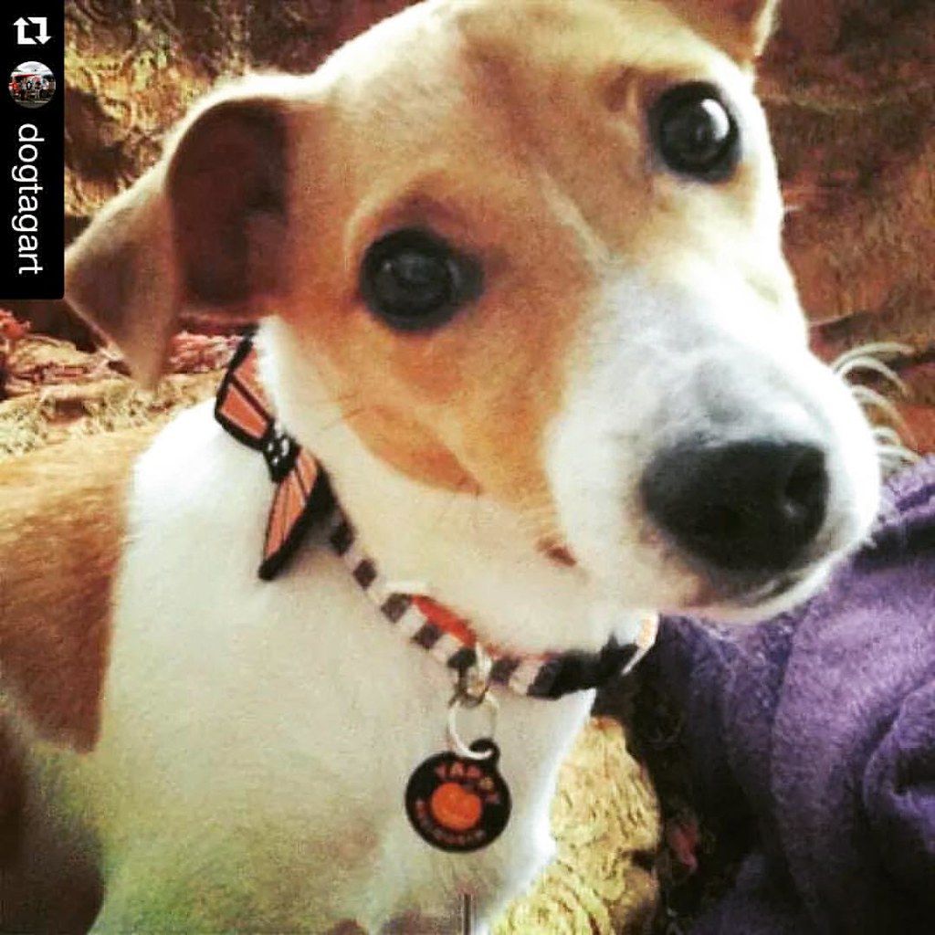 Jack Russell terrier looking up with an ID tag hanging from its collar