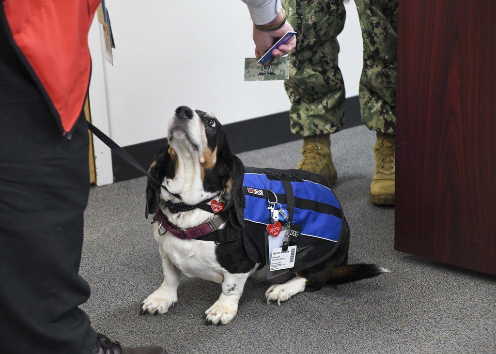 Basset hound wearing a blue working vest sitting in a hospital hallway