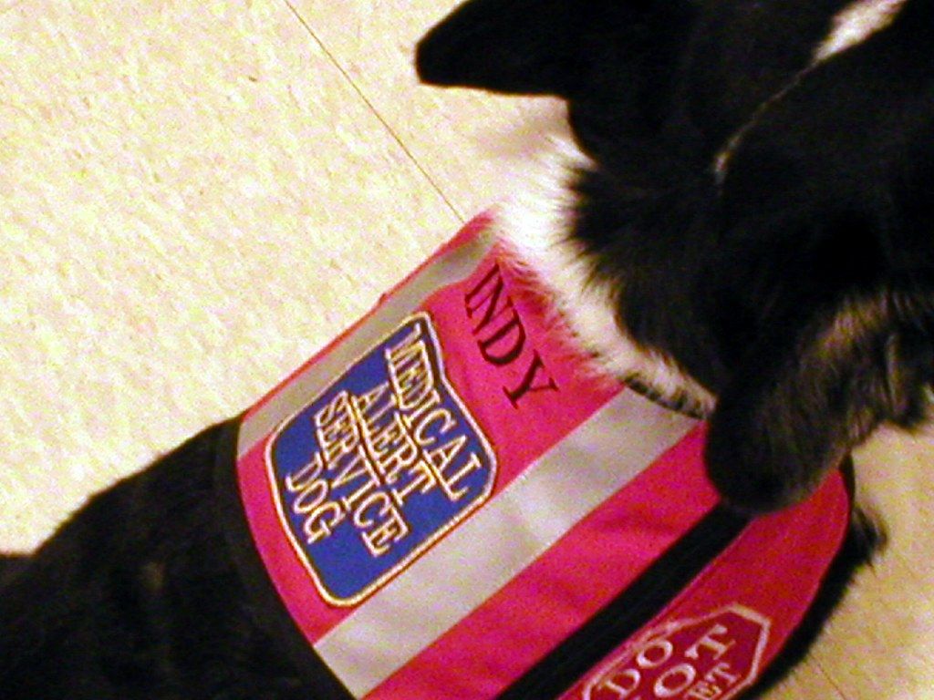 Close-up of a pink medical alert patch sewn onto a black dog's vest