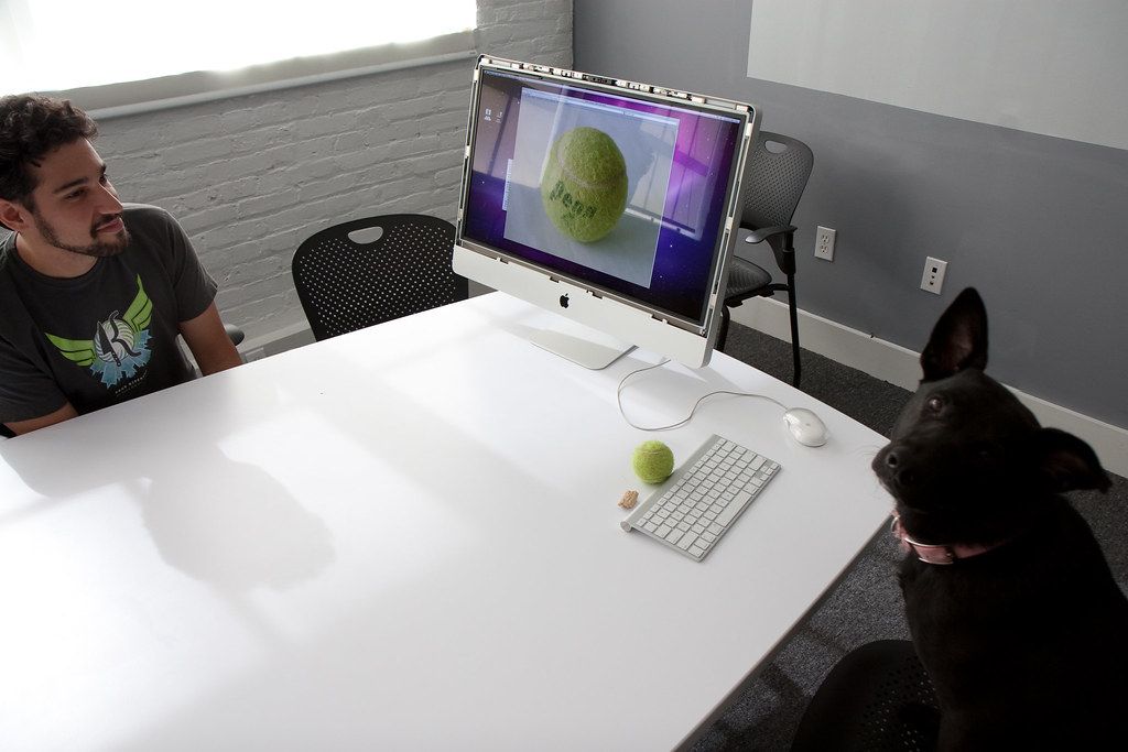 Dog sitting next to a desk while its owner works on a computer