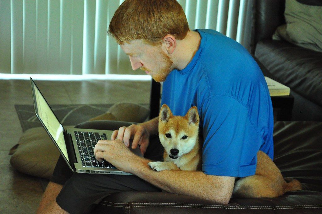 Man in a blue shirt working on a laptop with a shiba inu dog sitting in his lap