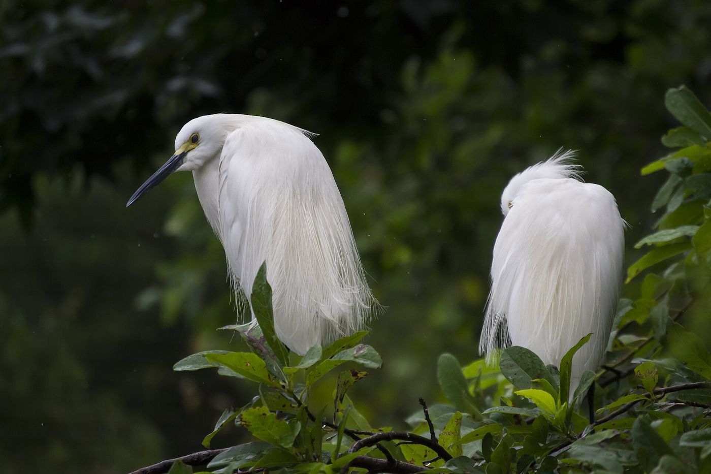 Two white egrets perched in greenery at the Virginia Living Museum