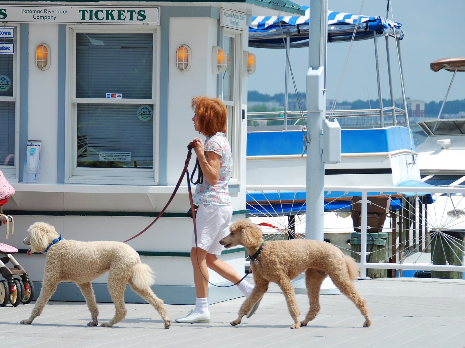 A woman walking two light-colored poodles on leashes past a ticket booth on the Old Town Alexandria waterfront in Virginia