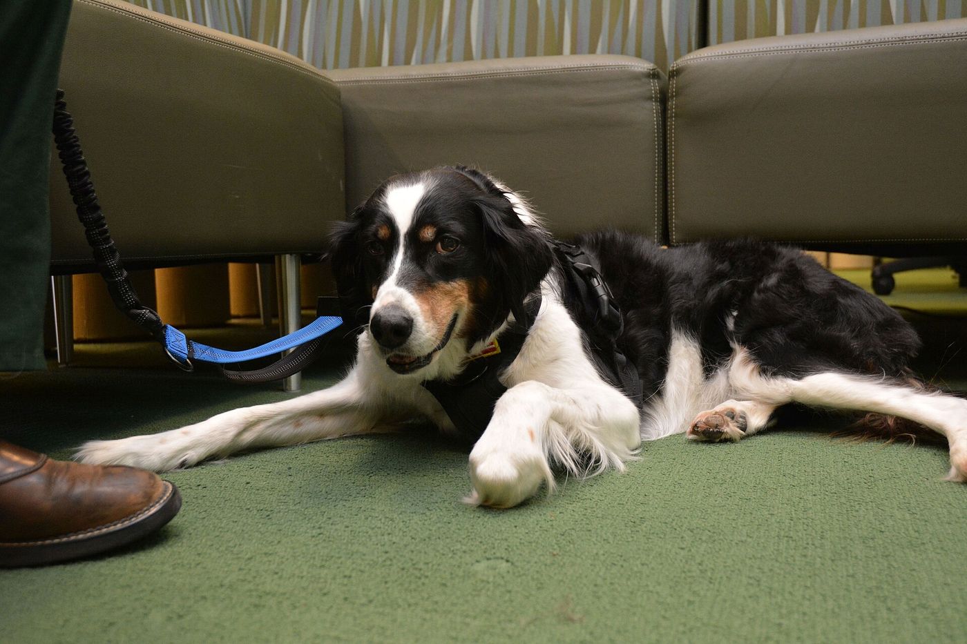 Forest Service employee seated in an office lounge with her black and white service dog lying at her feet