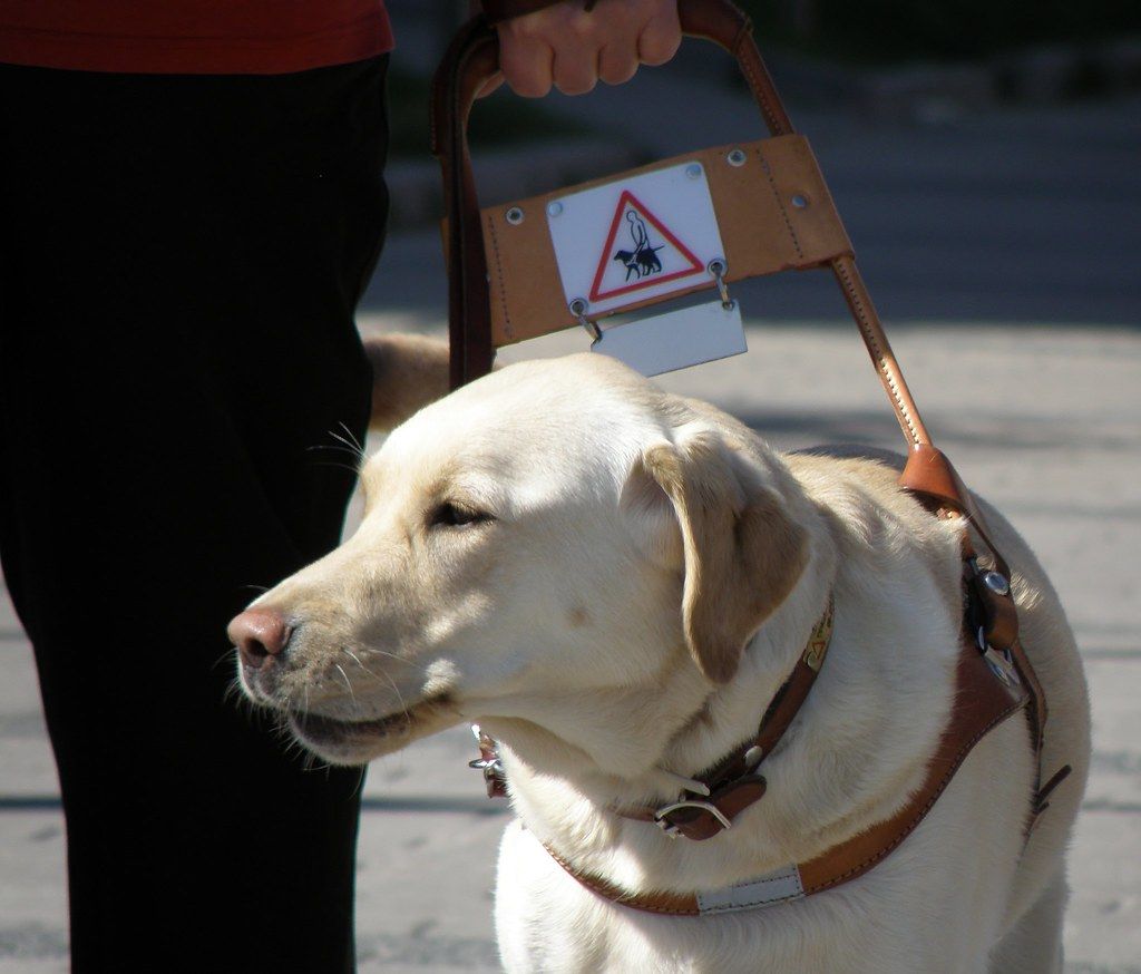 Yellow Labrador guide dog wearing a leather harness with a handle