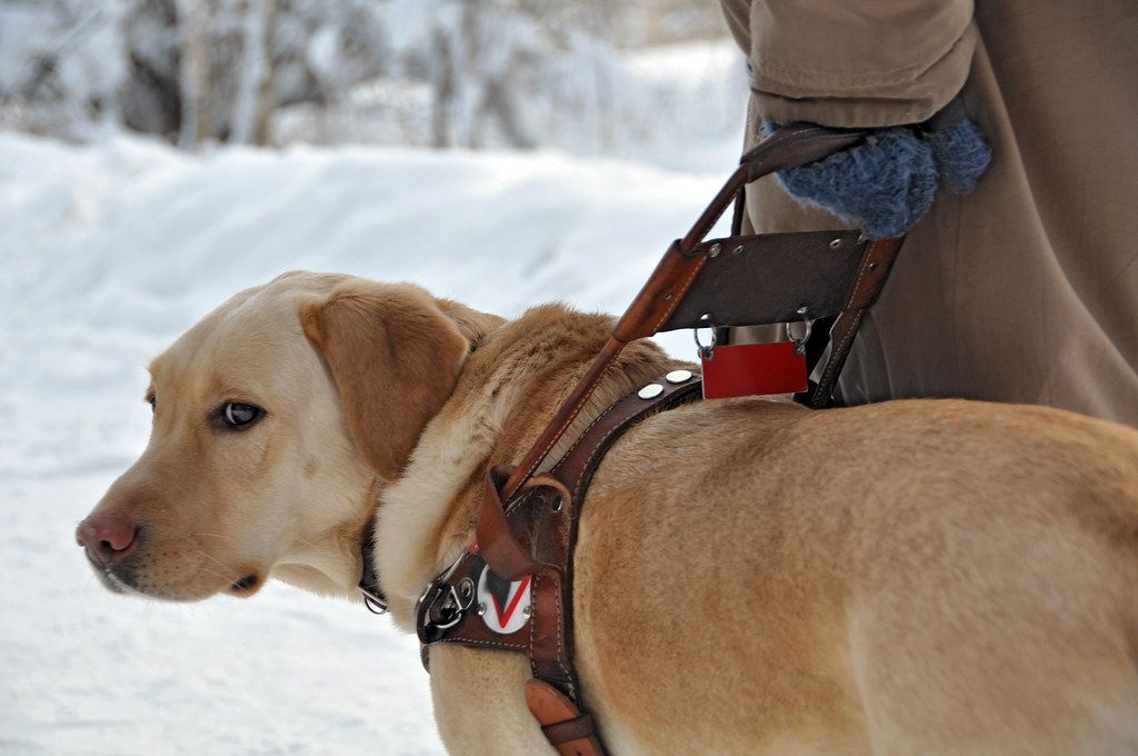 Yellow Labrador guide dog in harness walking beside its handler through snow