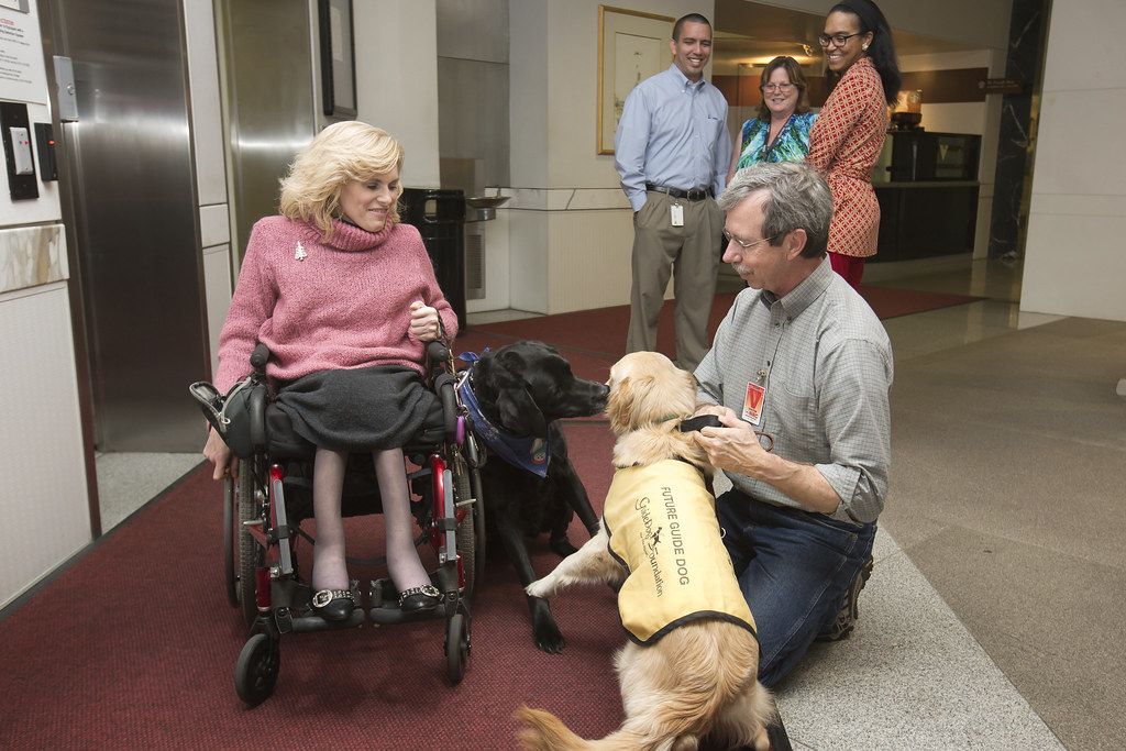 Woman in a wheelchair smiling as two guide dogs greet visitors at an indoor event