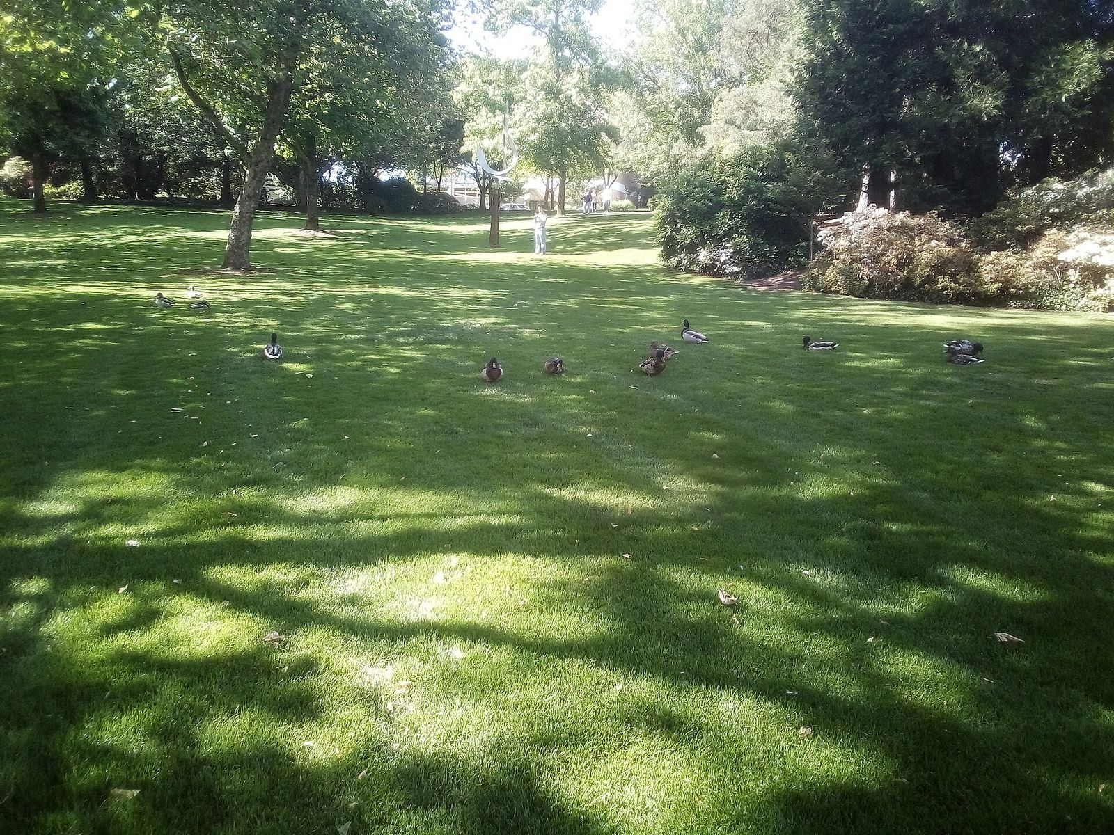 Mallard ducks on the water at Bellevue Downtown Park