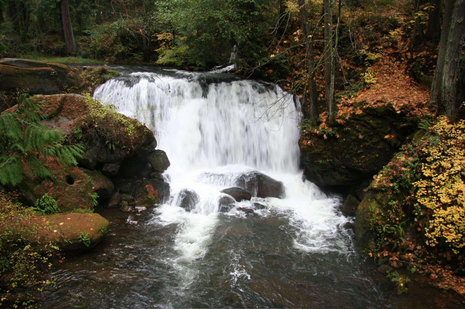 Upper Whatcom Falls pouring over mossy rocks in Whatcom Falls Park