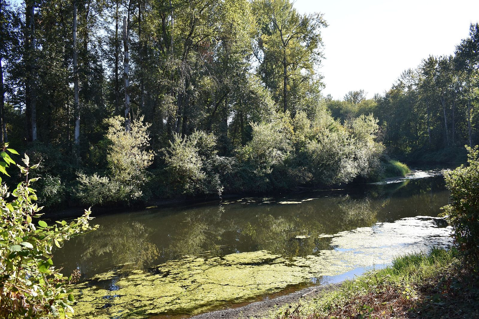 The Sammamish River beside the Park at Bothell Landing