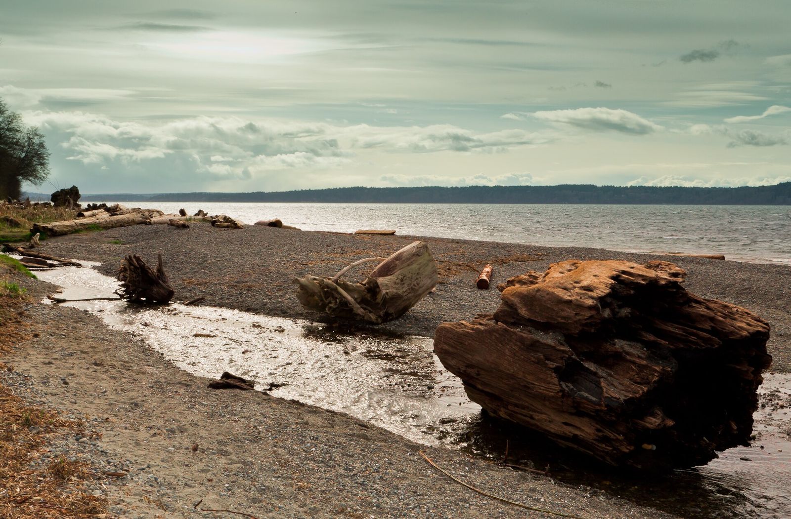 Driftwood on the beach at Seahurst Park on Puget Sound