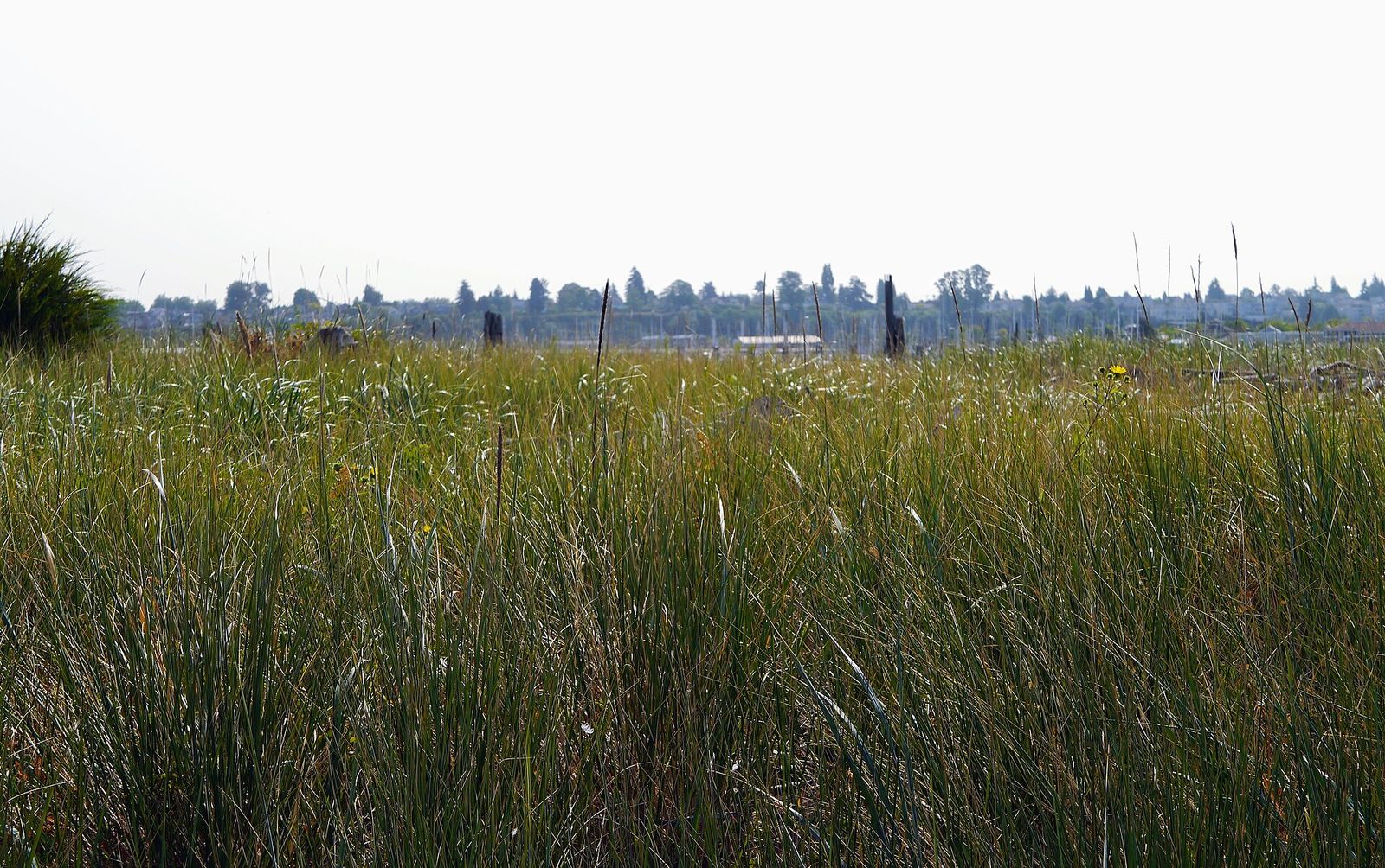 Tall beach grass on Jetty Island across from the Everett waterfront