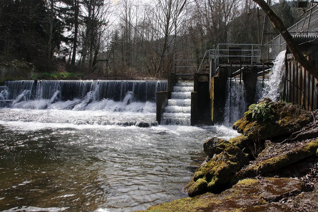 The upper dam on Issaquah Creek