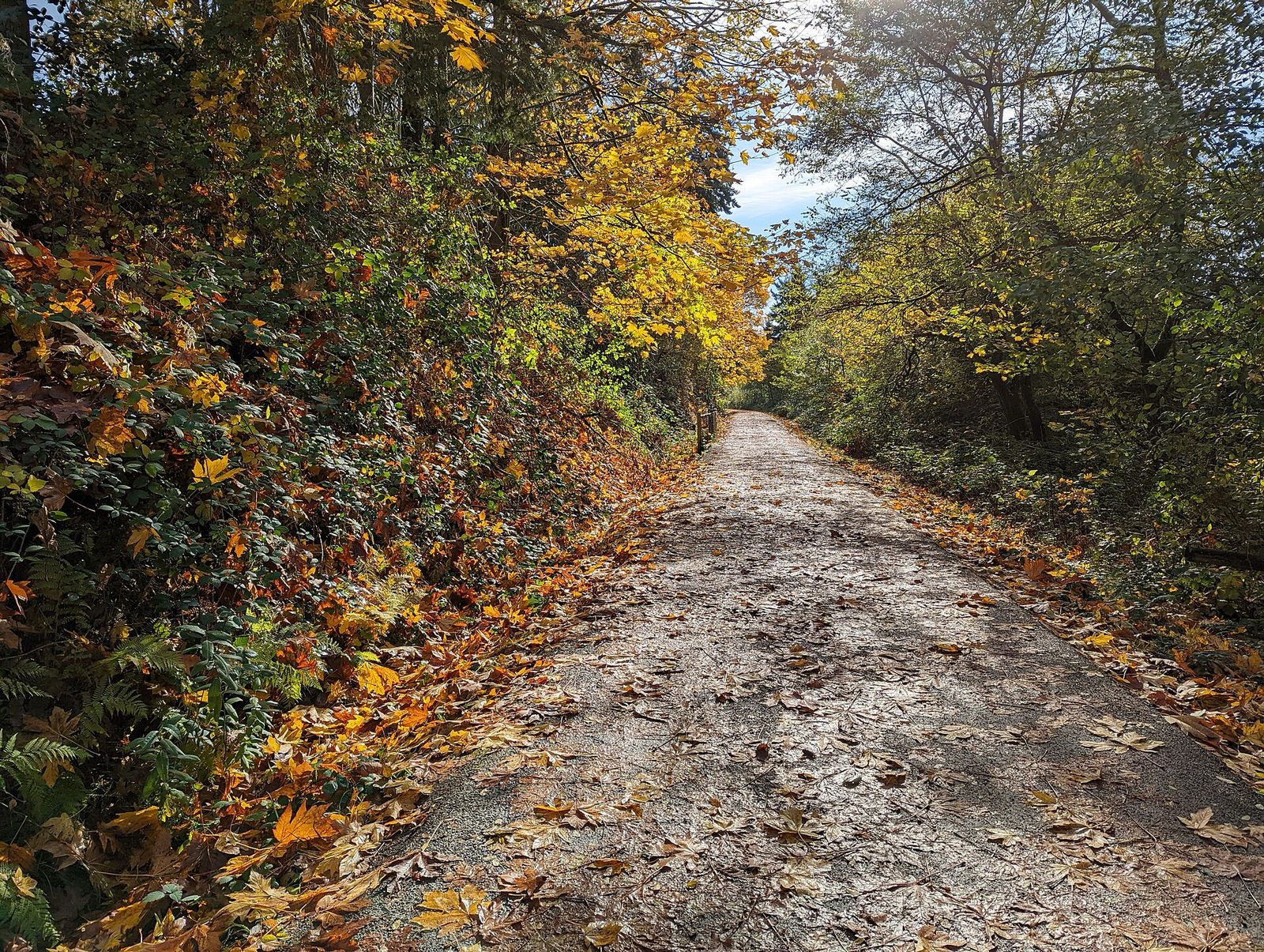 The Cross Kirkland Corridor trail lined with autumn trees