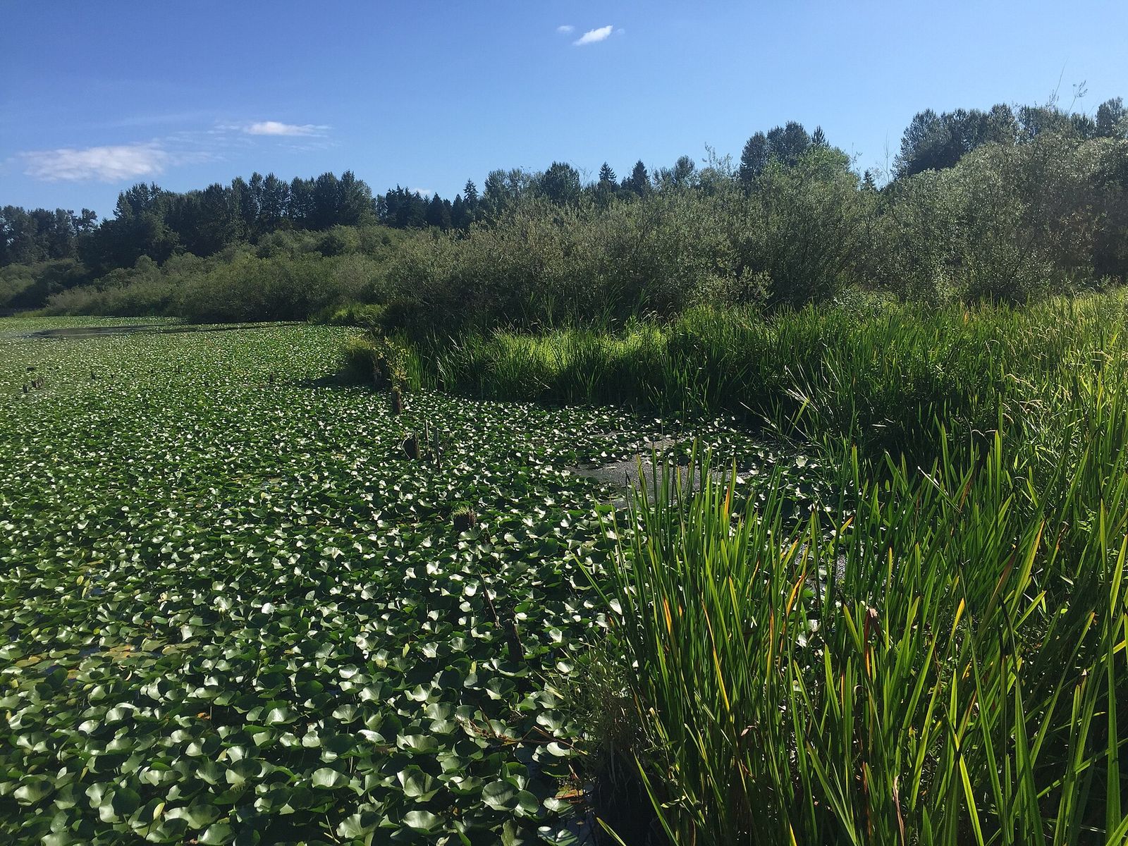 Lily pads and marsh plants at Juanita Bay Park